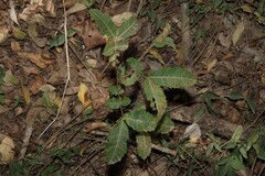 Alectryon tomentosus, photograph (c) Greg Tasney, some rights reserved (CC BY-SA)