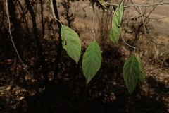 Turraea pubescens