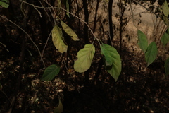 Turraea pubescens, photograph (c) Greg Tasney, some rights reserved (CC BY-SA)