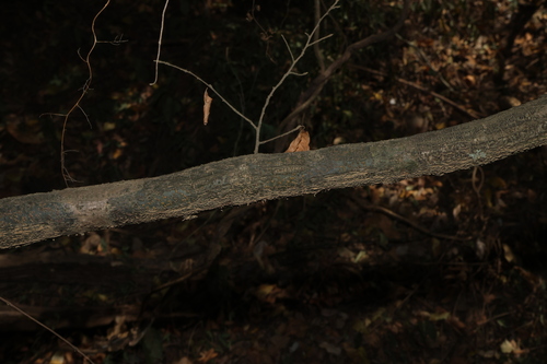 Turraea pubescens, photograph 2