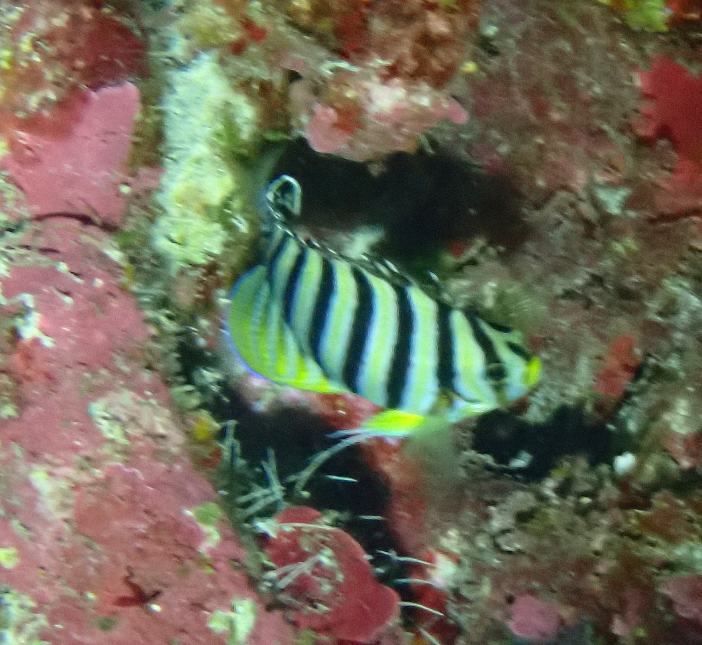 Centropyge multifasciata