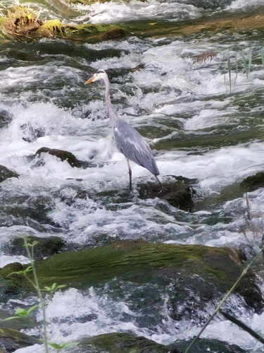 Grey Heron