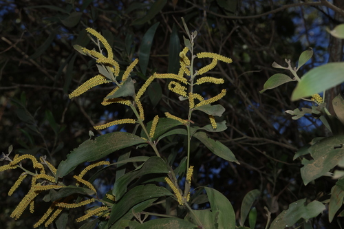 Acacia leiocalyx