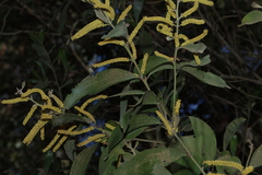 Acacia leiocalyx, photograph (c) Greg Tasney, some rights reserved (CC BY-SA)