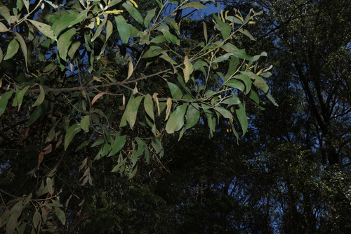 Acacia leiocalyx, photograph 2