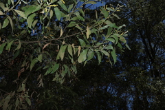Acacia leiocalyx, photograph (c) Greg Tasney, some rights reserved (CC BY-SA)