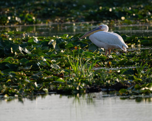 iNaturalist image