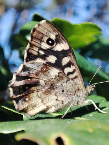 Speckled Wood