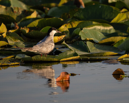 iNaturalist image