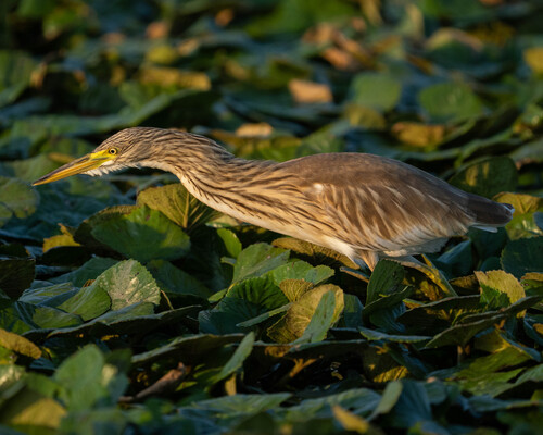 iNaturalist image