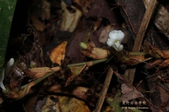 Sulettaria surculosa