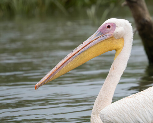 iNaturalist image