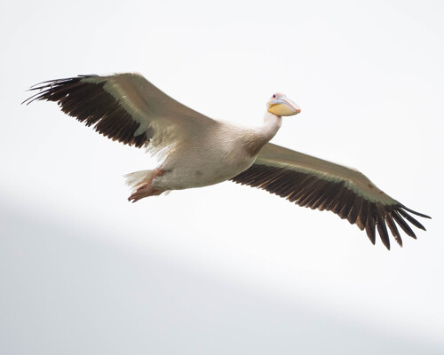 iNaturalist image