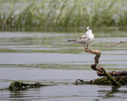 iNaturalist image