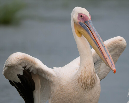 iNaturalist image