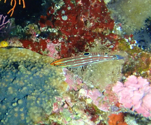 Halichoeres claudia observed 2026-08-31