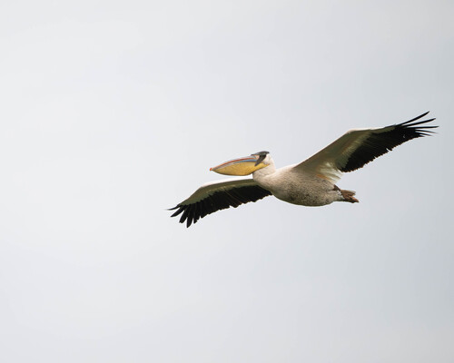 iNaturalist image