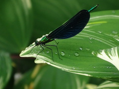 Calopteryx japonica