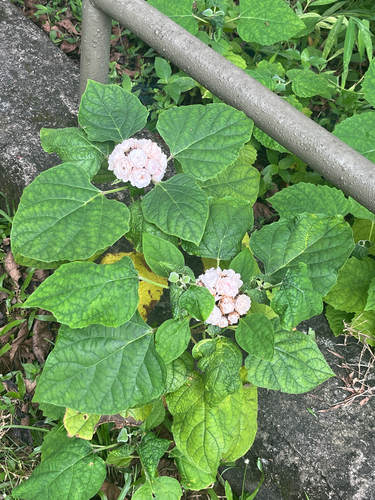 Clerodendrum chinense