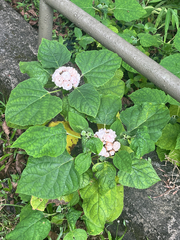 Clerodendrum chinense