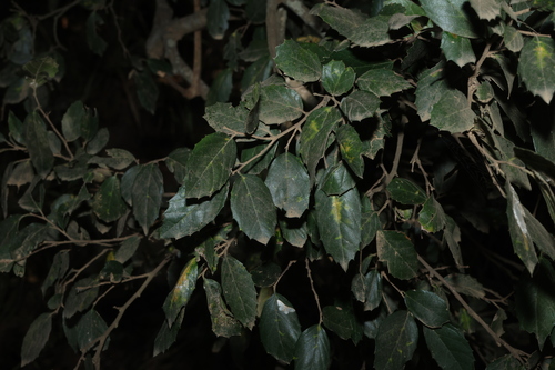 Aphananthe philippinensis, photograph 6