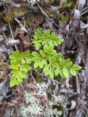 Cryptogramma acrostichoides, photograph (c) Alexis Tinker-Tsavalas, some rights reserved (CC BY)