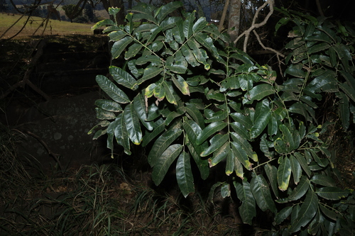 Harpullia hillii