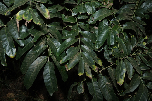 Harpullia hillii, photograph 1