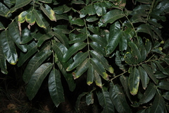 Harpullia hillii, photograph (c) Greg Tasney, some rights reserved (CC BY-SA)