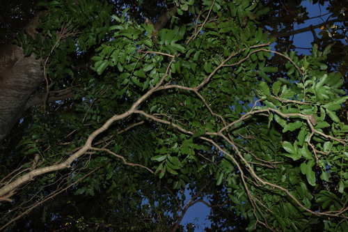 Harpullia hillii, photograph 2