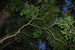 Harpullia hillii, photograph (c) Greg Tasney, some rights reserved (CC BY-SA)
