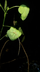 Anthophiloptera dryas