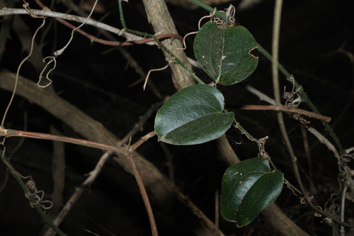 Smilax australis, photograph 6