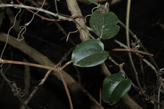 Smilax australis, photograph (c) Greg Tasney, some rights reserved (CC BY-SA)