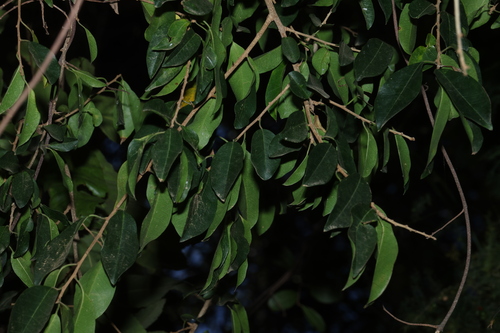 Maclura cochinchinensis, photograph 6