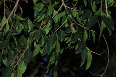 Maclura cochinchinensis, photograph (c) Greg Tasney, some rights reserved (CC BY-SA)