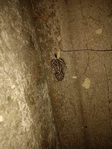Green Toad