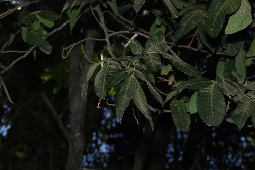 Alectryon tomentosus, photograph 3