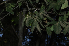 Alectryon tomentosus, photograph (c) Greg Tasney, some rights reserved (CC BY-SA)