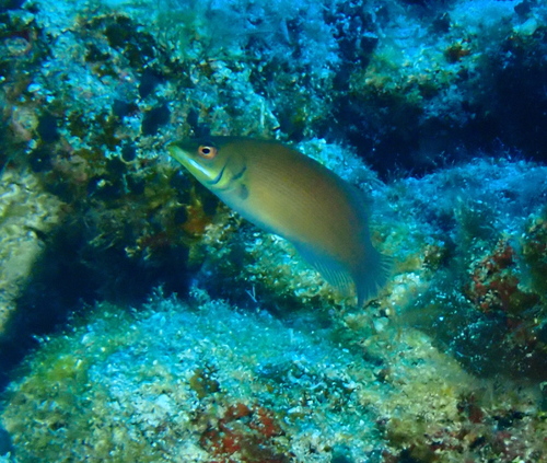Pseudocheilinus evanidus observed 2026-08-31