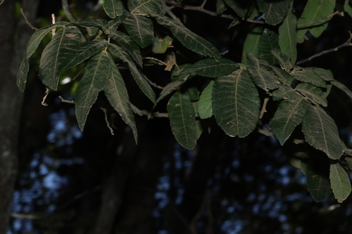 Alectryon tomentosus, photograph 2