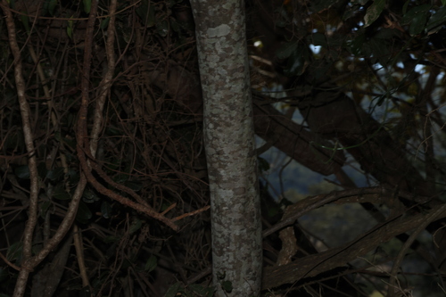 Alectryon tomentosus, photograph 4