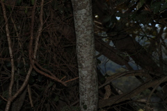 Alectryon tomentosus, photograph (c) Greg Tasney, some rights reserved (CC BY-SA)