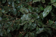 Drypetes deplanchei, photograph (c) Greg Tasney, some rights reserved (CC BY-SA)