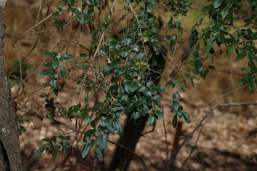Jasminum didymum