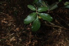 Alectryon connatus