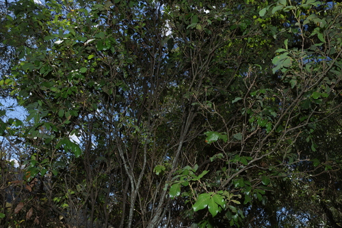 Alectryon connatus, photograph 2