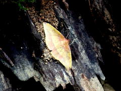 Heterolocha