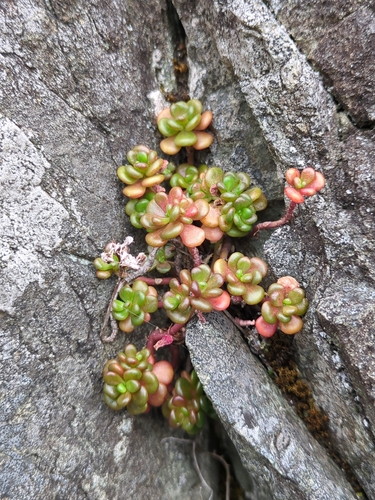 Sedum oreganum, photograph 2