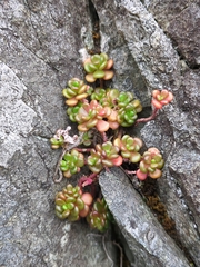 Sedum oreganum, photograph (c) Alexis Tinker-Tsavalas, some rights reserved (CC BY)